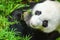 Giant panda with bamboo trees
