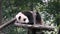 The giant panda bear