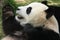 Giant panda bear (Ailuropoda Melanoleuca), China