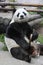 Giant panda bear ( Ailuropoda melanoleuca) eating bamboo