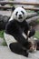 Giant panda bear ( Ailuropoda melanoleuca) eating bamboo