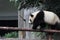 Giant panda bear (cub)