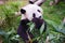 Giant panda bear eats bamboo leaves in a zoo in the Ocean park in Hong Kong, China.