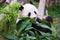 Giant panda bear eats bamboo leaves in a zoo in the Ocean park in Hong Kong, China.