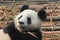 Giant, panda, bear, fauna, terrestrial, animal, snout, carnivoran, organism, fur, wildlife