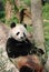 Giant Panda Bear Lounging on Against Tree Trunk