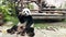 Giant panda bear sits and eating bamboo at the zoo Moscow Russia October 2021