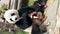 Giant panda bear sits and eating bamboo at the zoo Moscow Russia October 2021