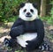 Giant panda bear at the super powers of animals