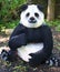 Giant panda bear at the super powers of animals