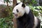 Giant panda bear yawning, Chengdu, China