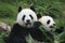 Giant panda bears (Ailuropoda Melanoleuca), China