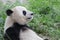 Giant Panda in Beijing, China