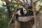 Giant Panda Black and White Bear in Animal Habitat Enclosure