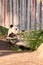 Giant Panda in captivity breaking bamboo branches