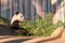 Giant Panda in captivity breaking bamboo branches