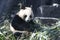 Giant Panda in Chengdu Panda Base, China