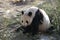 Giant Panda in Chengdu Panda Base, China