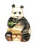The giant Panda chewing bamboo.