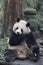 Giant Panda in China