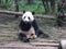 Giant panda in China