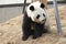 Giant Panda in China