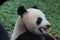Giant Panda in China