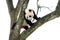 Giant Panda Climbing a Tree, Szechuan, China