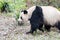 Giant panda closeup