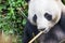 Giant panda closeup