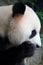 Giant Panda Closeup Eating