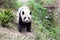 Giant panda closeup in zoo