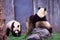 Giant panda couple