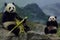 Giant panda and cub eat bamboo