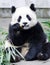 Giant Panda Cub Eating Cookie / Cake, sitting pose, China