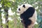 Giant Panda Cub sitting on branch - Chengdu, China