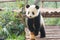 Giant Panda Curious Standing Pose, China