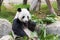 Giant Panda Eating