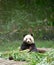 Giant panda eating bamboo