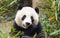 Giant Panda Eating Bamboo