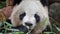 Giant panda eating bamboo