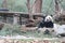 Giant panda is eating bamboo, Bifengxia Nature Reserve, Sichuan Province