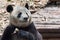 Giant panda eating bamboo closeup