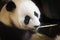 Giant panda eating bamboo leave