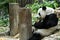Giant Panda eating carrot in Chiang Mai zoo, Chiangmai Province, THailand.