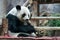Giant Panda eats bamboo in the park