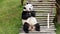 Giant panda eats bamboo stem