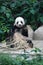 Giant Panda enjoy fresh bamboo