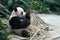 Giant Panda enjoy fresh bamboo