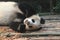 Giant, panda, fauna, bear, snout, organism, whiskers, fur, terrestrial, animal, carnivoran, wildlife